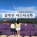 국화농산 | [공지] 감악산 아스타국화 풍력단지 축제 개화상황 방문팁