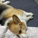 진접애견미용 | [경기/남양주] 진접 애견 미용 전문 꽃돌이네 재방문 후기