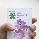 꽃보다 깜직한 야생화 도감 `필드가이드 꽃(봄)` 이미지