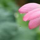 아침이슬 이미지