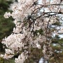 아름답개 이미지