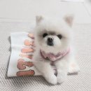 행복수예 - 동구 진시장로 24 | 수예SUYE 강아지 습식펫타월 치즈버터 사용 후기