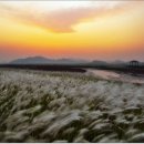 길손과 풀꽃 이미지