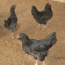 계두농장 이미지