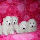 알곡켄넬 이미지