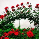 새하양세탁소 이미지