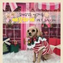 뽀송뽀송 애견미용 | 김해 삼정동 애견미용 깨끗하개 후기｜피부까지 케어하는 반려동물 미용샵