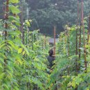 느티농원 이미지