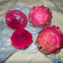 ＜태국＞ Dragon Fruit (용과) 이미지