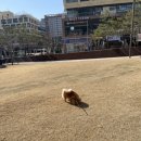 배곧코코동물병원 이미지