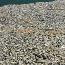 은빛물고기 이미지