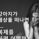 24시 리본동물영상센터 이미지