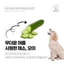 하샘펫푸드연구소 이미지