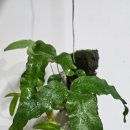 고사리곡 이미지