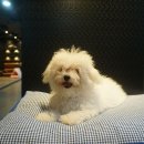 토비애견미용 이미지