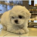 창원강아지분양 고양이분양 도그마루 이미지