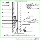 한국춘란과 균근균(菌根菌-mycorrhiza)08/뿌리와 내생균근균(內生菌根菌)01(한난이336) 이미지