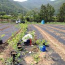 이병일농장 이미지