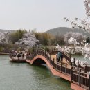 4월5일(화) "4월, 꽃 보러 가자"1탄 경주 벚꽃 명당나들이 당일여행 이미지