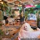 리치(251) 이미지