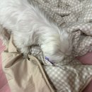강아지톡 | 카카오톡 체험단 당첨 후기 🐶강아지 넥쿨러🐶