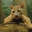 포사 카카오 검색결과