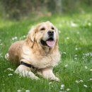 대한리트리버 이미지