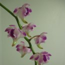 로렌시아 이미지