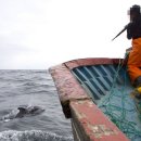 [핫핑크돌핀스의 해양동물 이야기 31] 고래사냥 세계 1위 국가는 어디일까? 이미지