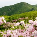 5월 정기산행은 소백산~~~ 이미지