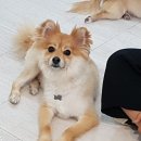 강아지호텔고양이강아지무료분양