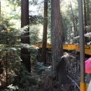 레드우드 이미지