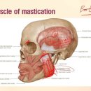 anatomy 30 _Mastication muscles, SCM, hyoid muscles 이미지