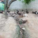 낙동강오리알 이미지