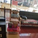 뿌리네 애견샵 이미지