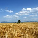 미루나무 이미지