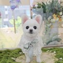 산척동 라온유치원 부근 | 동탄애견미용 바로펫살롱