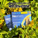 봄온누리약국 | 강북구 동물약국ㅣ수유 "세화온누리약국" 넥스가드 스펙트라 가격 저렴한 곳 내돈내산 후기