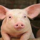 (주)팜스코 이미지