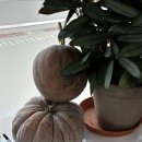 강원도래요 | 창원 현동 옹심이 맛집 <강원도래요> 감자전, 옹심이 내돈내산 솔직 후기