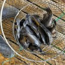 남용호좌대 이미지