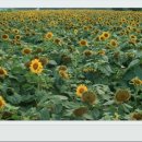 신원양지마을 이미지