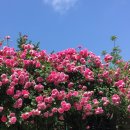 장미반점 이미지