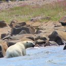 캐나다 처칠에서 북극곰과 벨루가 웨일을 보는 방법 이미지