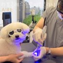 라퓨클레르 동물피부클리닉 이미지