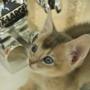 오즈메디칼 이미지