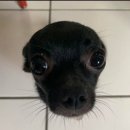 흠
