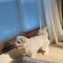 토토멍 애견풀빌라 이미지