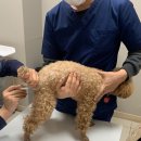 한샘동물병원 이미지