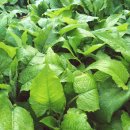 영월농장 이미지